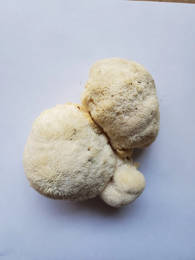 lions-mane-mushroom-12-lb